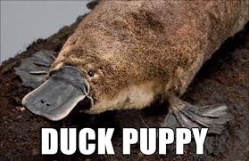 Image result for ducks memes