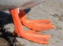 Ryan Dretke asks Why are a duck s feet coloured orange?