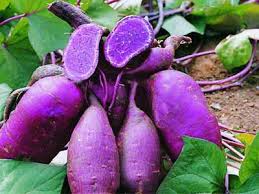 Image result for tanaman ubi jalar