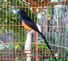 Hasil gambar untuk murai batu