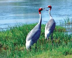 Image of Nal Sarovar Bird Sanctuary Gujarat