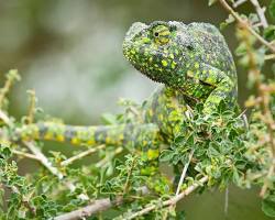Chameleon changing its color to blend in
