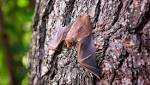  Woman Being Treated For Rabies After Touching Rabid Bat With Bare Hands