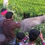 elephants mowed down train Assam's