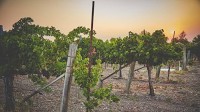 Cabernet Franc and Sauvignon Blanc named signature varietals of Livermore Valley