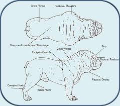 Resultado de imagen de STANDARD BULLDOG INGLES