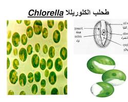 Image of طحلب Chlorella