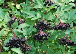 Image result for elderberry images