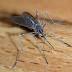 Mosquito