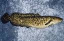 The decline of the disgusting burbot - BBC News