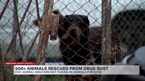 523 animals rescued in SE Oklahoma City meth bust, animal welfare overwhelmed
