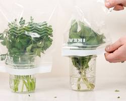 Fresh herbs in a plastic bag