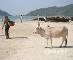 Image result for goa images