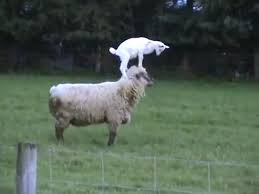 Image result for GOAT