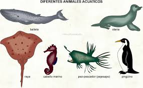 Image result for ANIMALES ACUÁTICOS