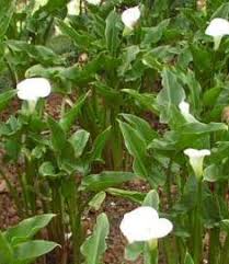 Znalezione obrazy dla zapytania kalia