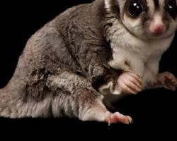 Gambar Sugar Glider