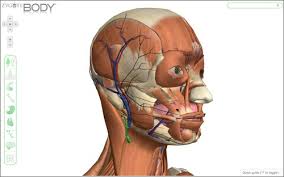 Resultado de imagen para cuerpo humano