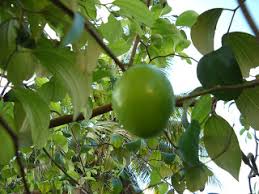 Image result for pohon bidara