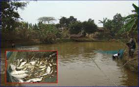 Image result for fish cum poultry farming