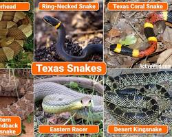 Image of various West Texas snakes