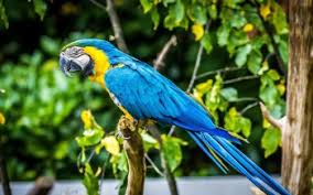Image result for macaw parrot hd