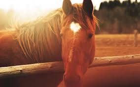 Image result for HORSE