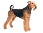 1pc Plat Ovale Chien Airedale Terrier Tchque Vert Turquoise