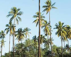 Image of palm trees and a clear blue sky