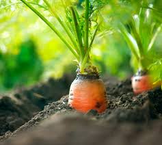carrots ile ilgili görsel sonucu