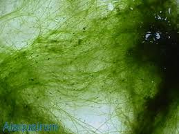 alga de forma de algodon Images?q=tbn:ANd9GcQ9Ajj6jrGGEFT67fewGhzUuRzsA_XXJP3tyXbsnSOpWJvY67TD