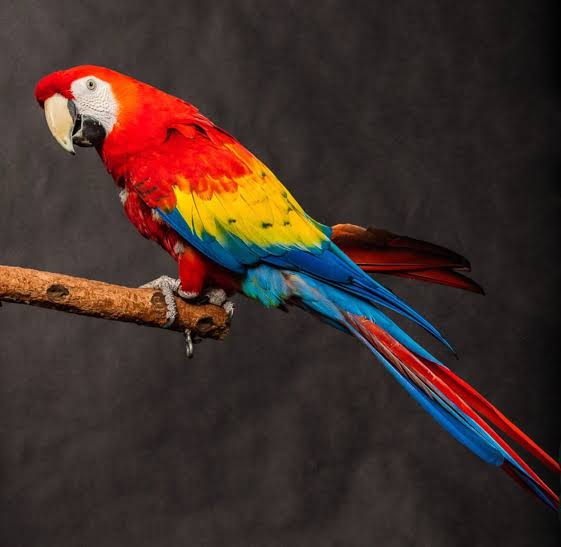 Scarlet Macaw