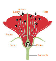 Resultado de imagen de parts de les plantes primaria