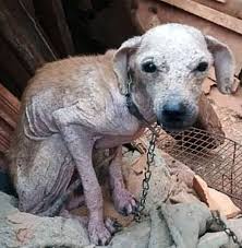 Animals - Chained outside for 5 long years through rain ...
