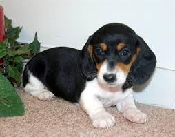 Image result for dachshunds 