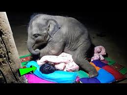 Woman Sleeps With Her Elephant, Wakes up Shocked. Then ...