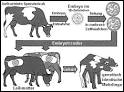 Klonierung - Kompaktlexikon der Biologie