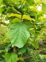 Image result for sagwan image green tree image