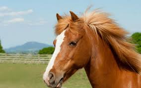 Image result for HORSE