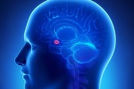Image result for Pineal Gland