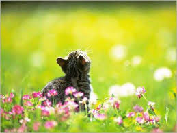 Image result for imagens de gatos fofos