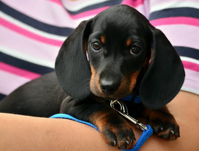 Miniature Dachshund owner's dog breed guide