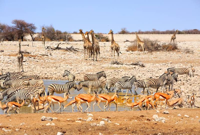 Etosha National Park