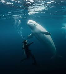 Na - Imagjinoni skenën: gjashtë metra thellë në ujë të ...