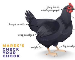 Gambar Marek's disease in chicken