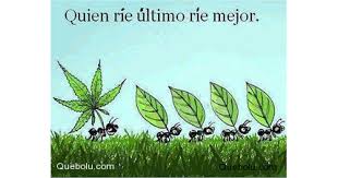 Grass grass gracias a la vida