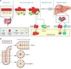 Epcam cancer stem cell marker