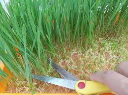 Image result for RAU MẦM CẢI XANH