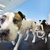 Jacksonvilleshelters reach out to private kennels to ease crowded...