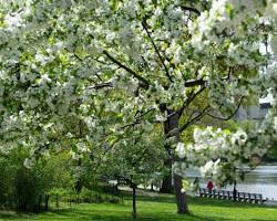 Image of Central Park in Spring